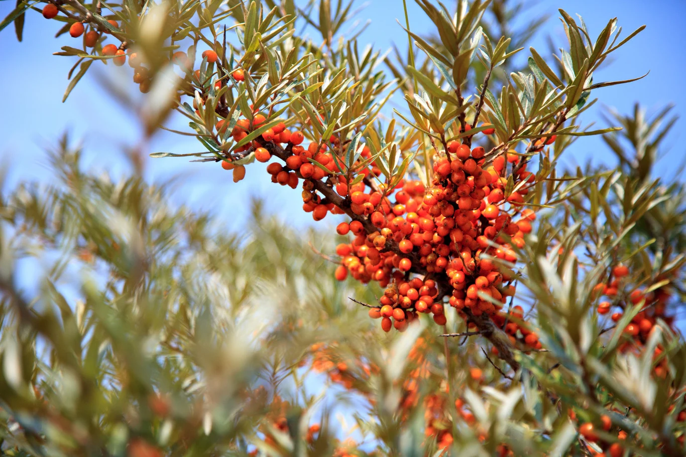 Rokitnik możemy posadzić we własnym ogrodzie 