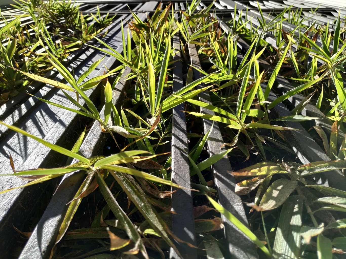 Zdjęcie wykonane Xiaomi Mi A2 - Madryt