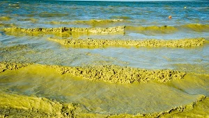 Kąpiel w zanieczyszczonej sinicami wodzie może spowodować niekorzystne reakcje organizmu