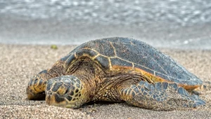 Dziesiątki martwych żółwi na plażach Florydy