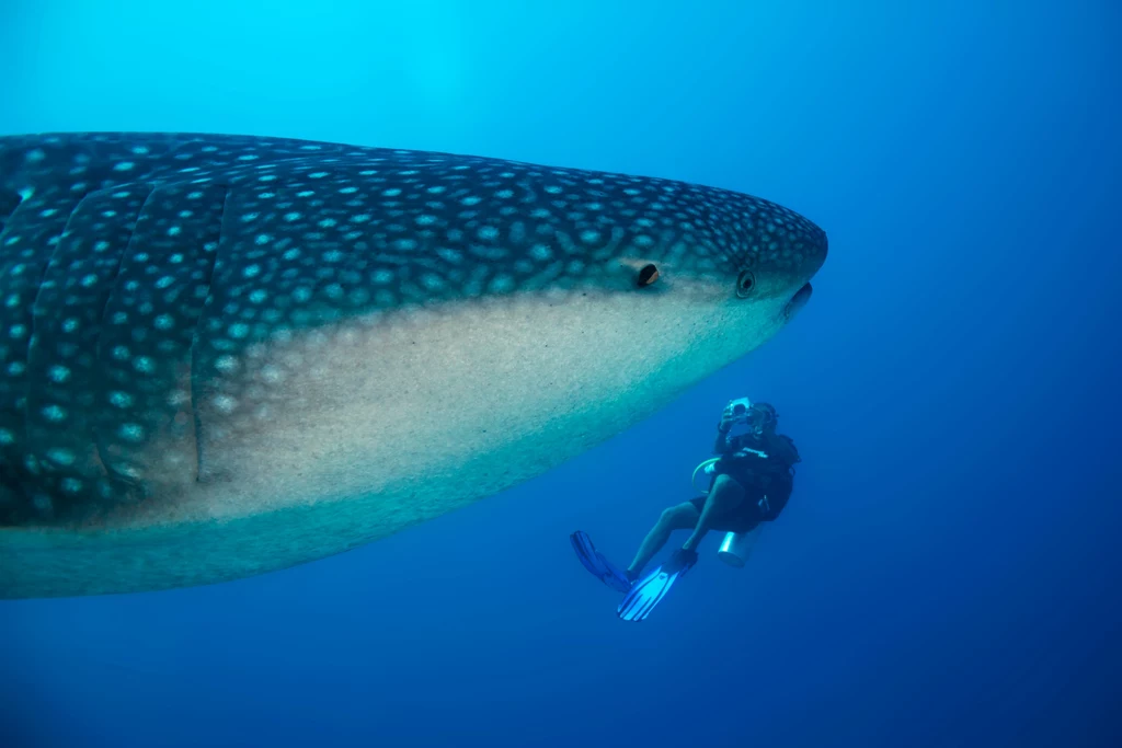 Tylko 13 proc. oceanów to tereny nietknięte działalnością człowieka