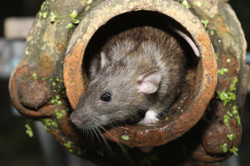 Bakteria dżumy przenosi się na człowieka przez ukąszenie szczurzej pchły, a nie samego szczura, jak sądzono wcześniej. 