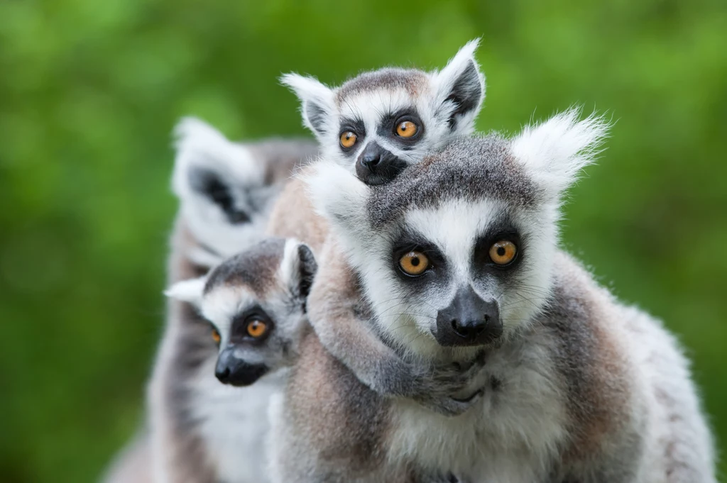 Światowa populacja lemurów ma się coraz gorzej