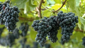 Przycinanie winorośli. Jak ciąć winogrono i po co się to robi?