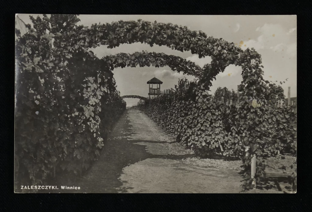 Miasteczko słynęło z winnic i sadów. Zaleszczyki, rok 1935