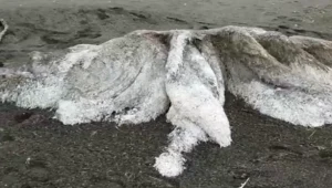 Morze Beringa wyrzuciło na brzeg dziwne stworzenie