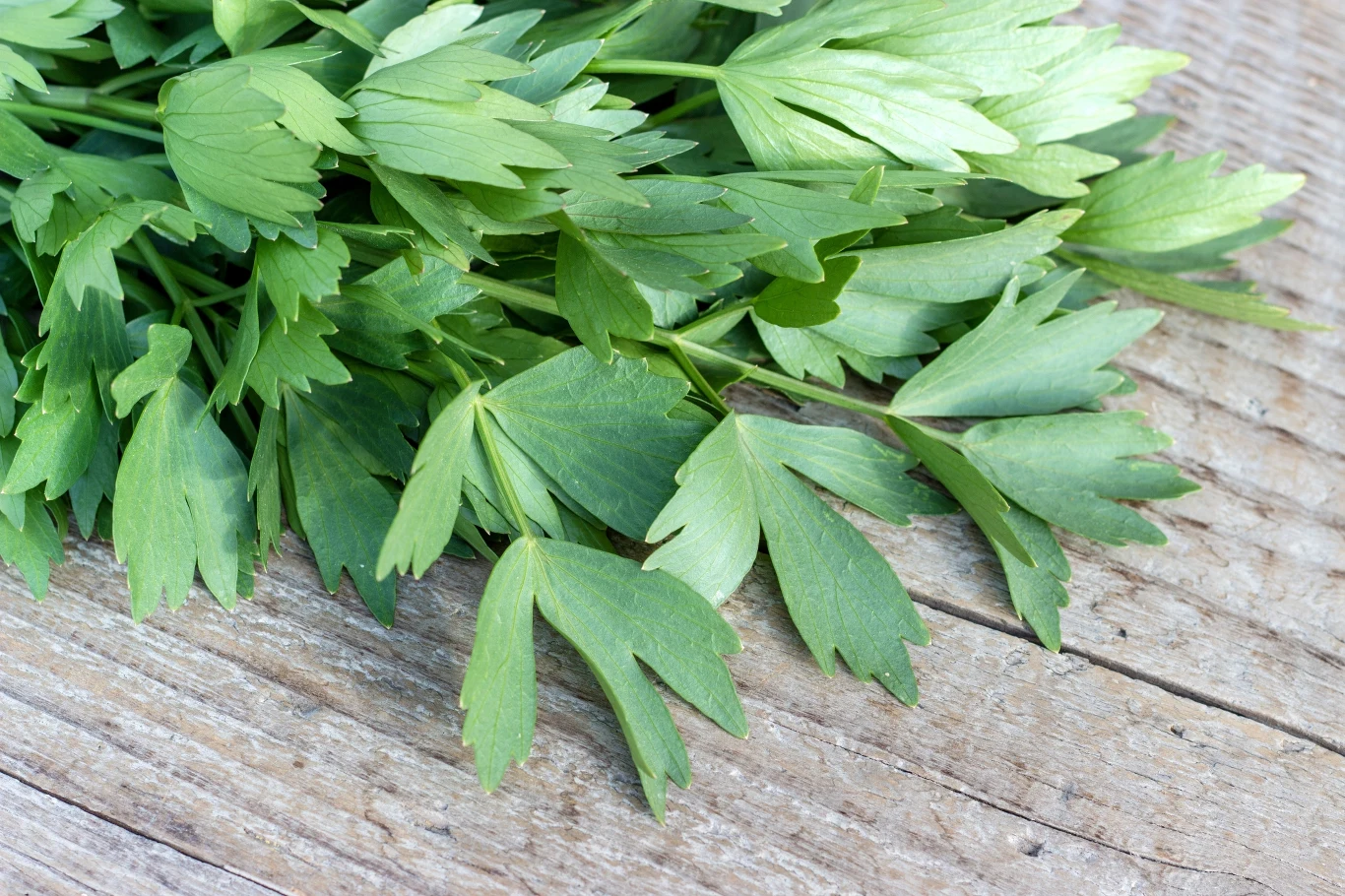 Korzeń lubczyku ma silne właściwości lecznicze Korzeń lubczyku ma silne właściwości lecznicze