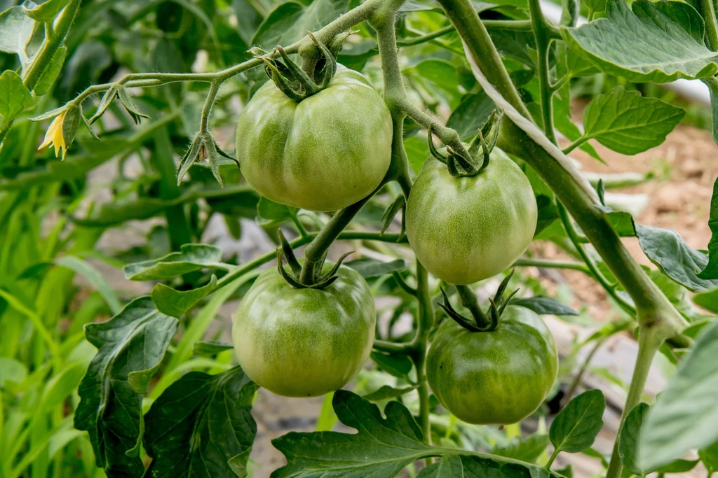 Zielone pomidory