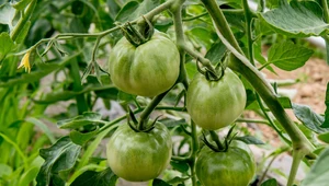 Sześć powodów, dla których warto jeść zielone pomidory