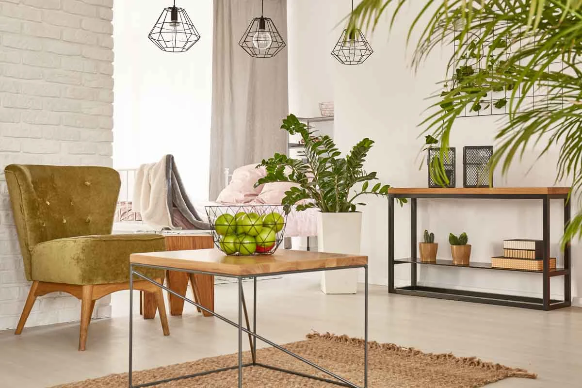 Zamioculcas i palmy sprawdzą się w dużych pomieszczeniach Zamioculcas i palmy sprawdzą się w dużych pomieszczeniach