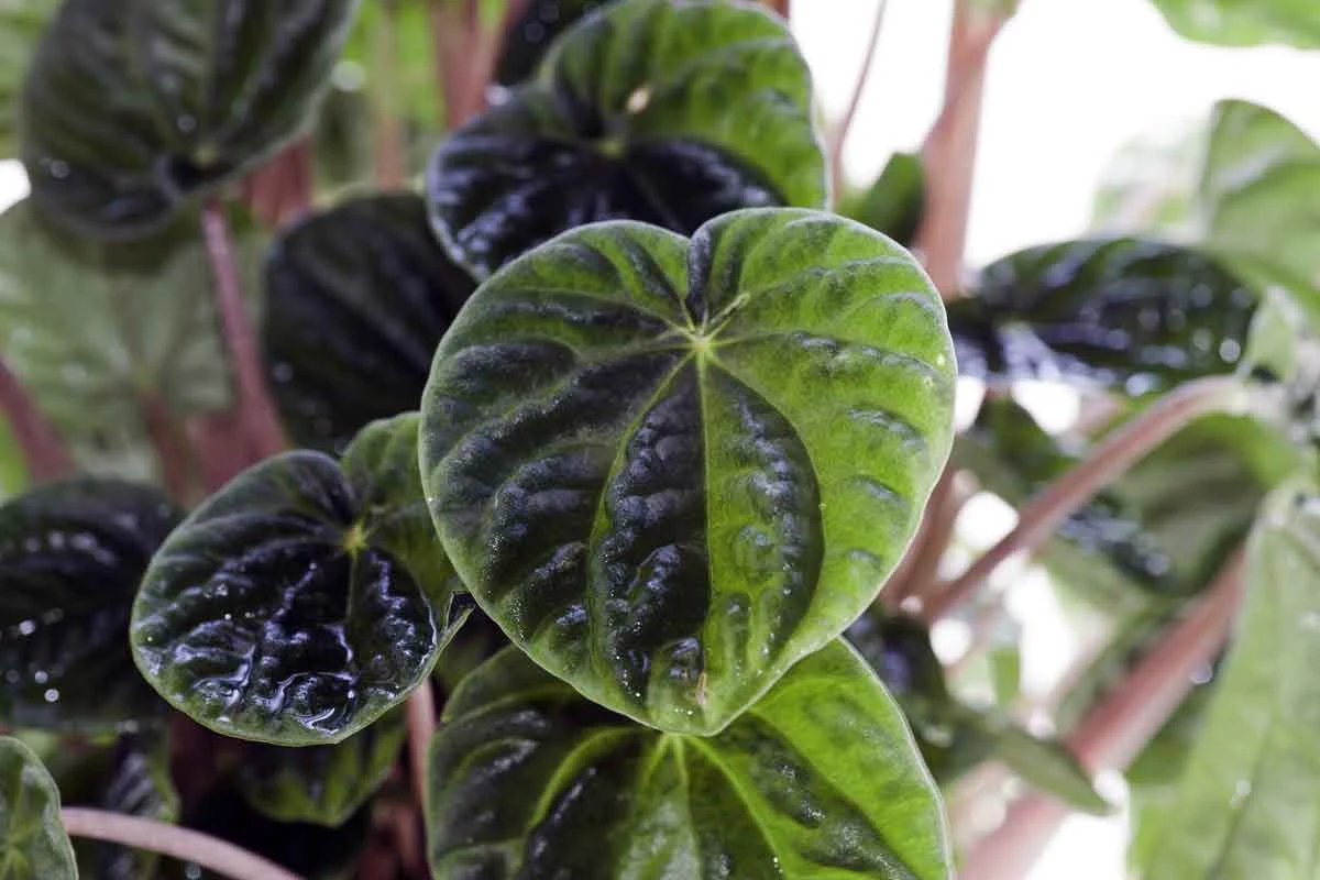 Peperomia ma wiele odmian o ozdobnych liściach Peperomia ma wiele odmian o ozdobnych liściach