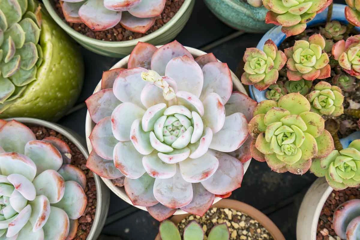 Można z nich tworzyć piekne kompozycje Można z nich tworzyć piekne kompozycje