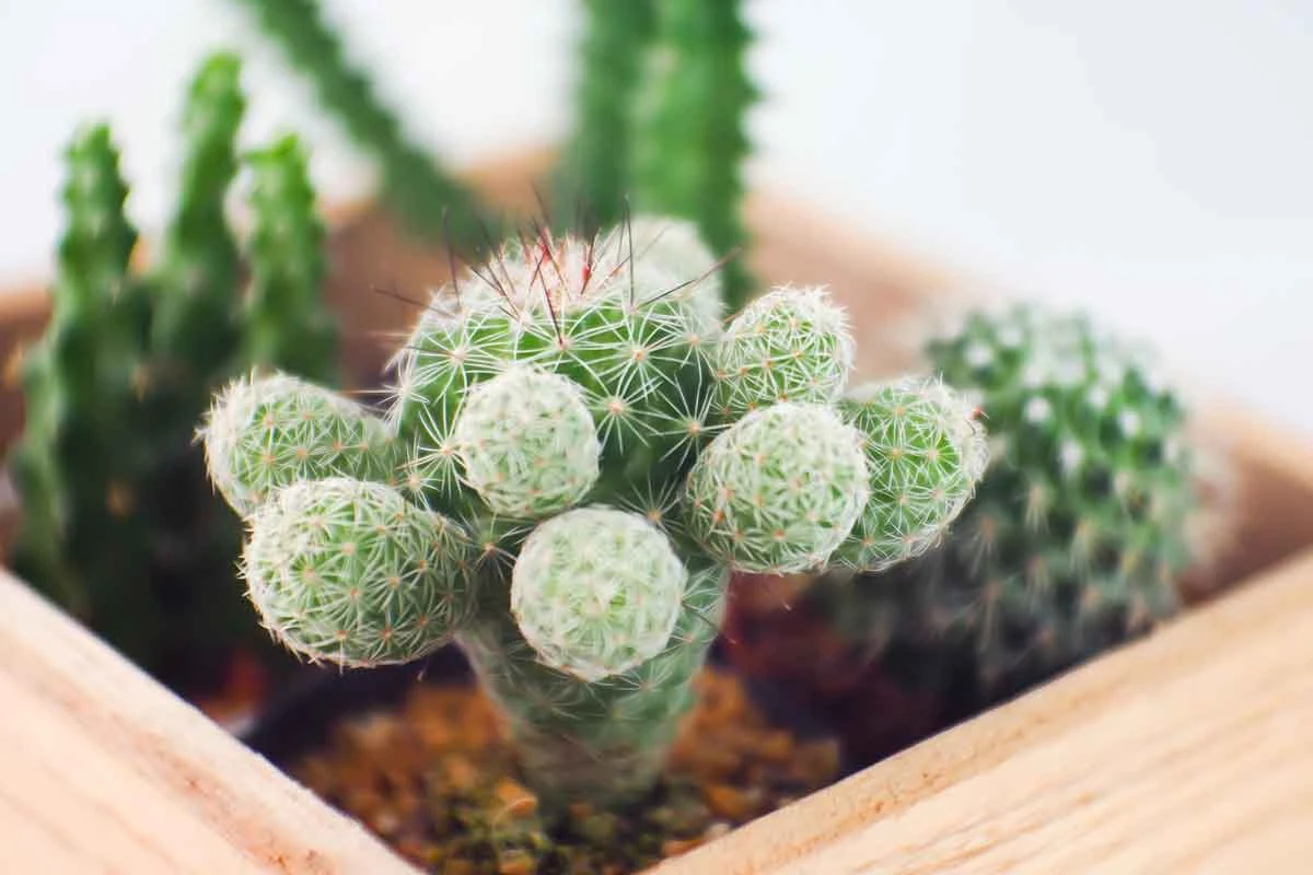 W niewielkiej doniczce możesz zmieścić kolekcję ulubionych kaktusów W niewielkiej doniczce możesz zmieścić kolekcję ulubionych kaktusów