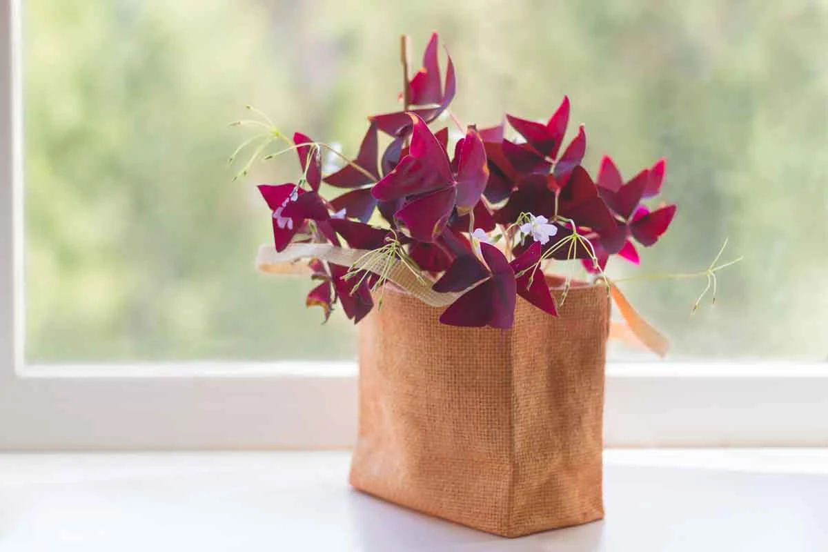 Szczawik - niewielki, ale pełen uroku Szczawik - niewielki, ale pełen uroku