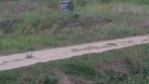 Mężczyzna odpowie na znęcanie się na psem i uśmiercenie zwierzęcia