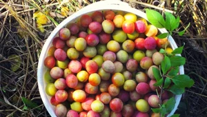 Niechciane przez nikogo mirabelki rosnące nad jeziorem zbieramy całą rodziną, potem drylujemy i mrozimy. Zimą robię z nich sos do indyka, piekę kruche ciasto albo gotuję uwielbiany przez dzieci słodko-kwaśny kompot.