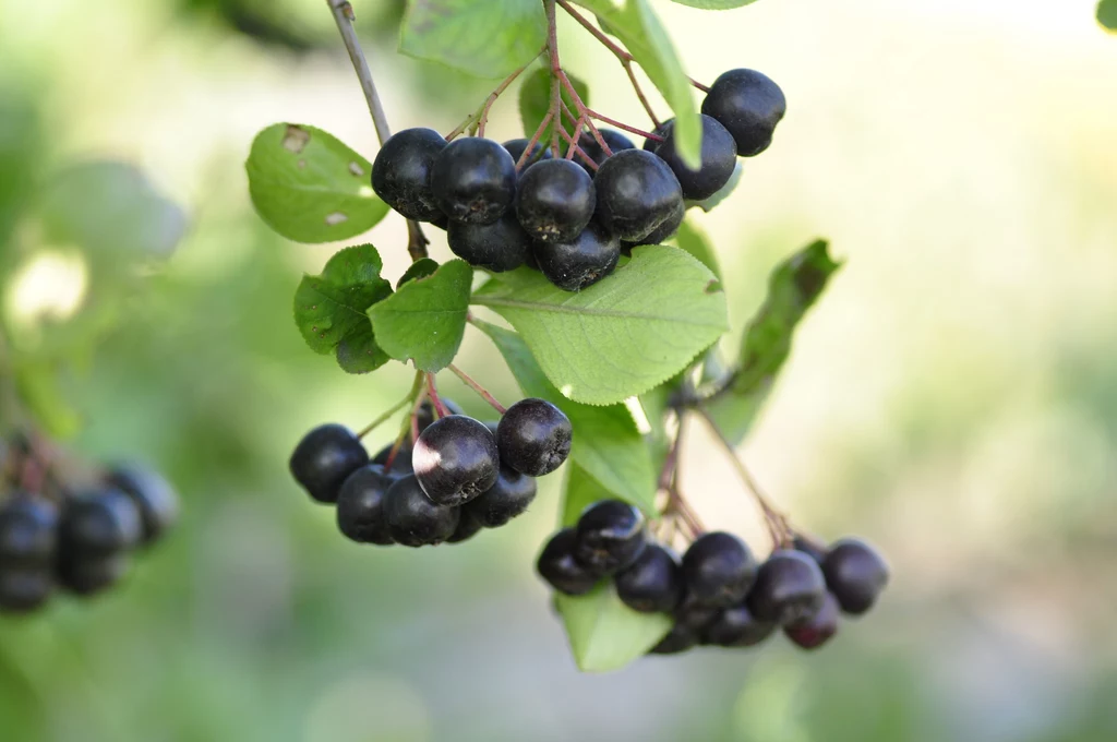 Aronia ma wiele cennych dla zdrowia właściwości