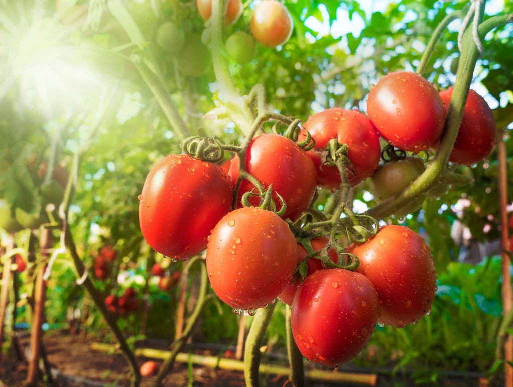 Pomidory to tylko jedne z wielu polskich produktów sezonowych