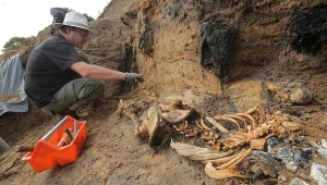Szkielet znaleziony podczas wykopalisk archeologicznych w XIV-wiecznej osadzie k. Barczewka zwanej "warmińskimi Pompejami"