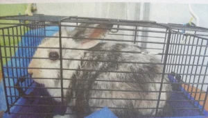 Zwierzę zostało odnalezione przypadkiem 