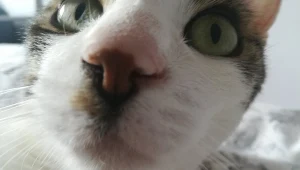 Nowa Zelandia: Chcą zakazać posiadania kotów