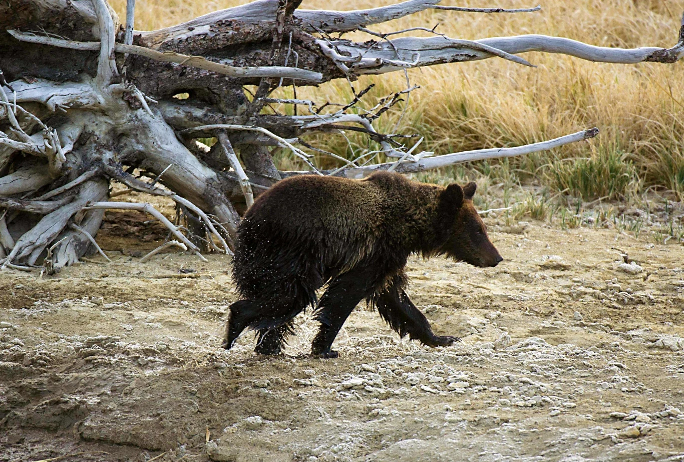 Kanada. Susan nagrała starcie dwóch niedźwiedzi / zdj. ilustracyjne Kanada. Susan nagrała starcie dwóch niedźwiedzi / zdj. ilustracyjne