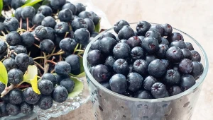 Aronia to najzdrowszy owoc. Wpływa na serce i odporność, zapobiega cukrzycy 