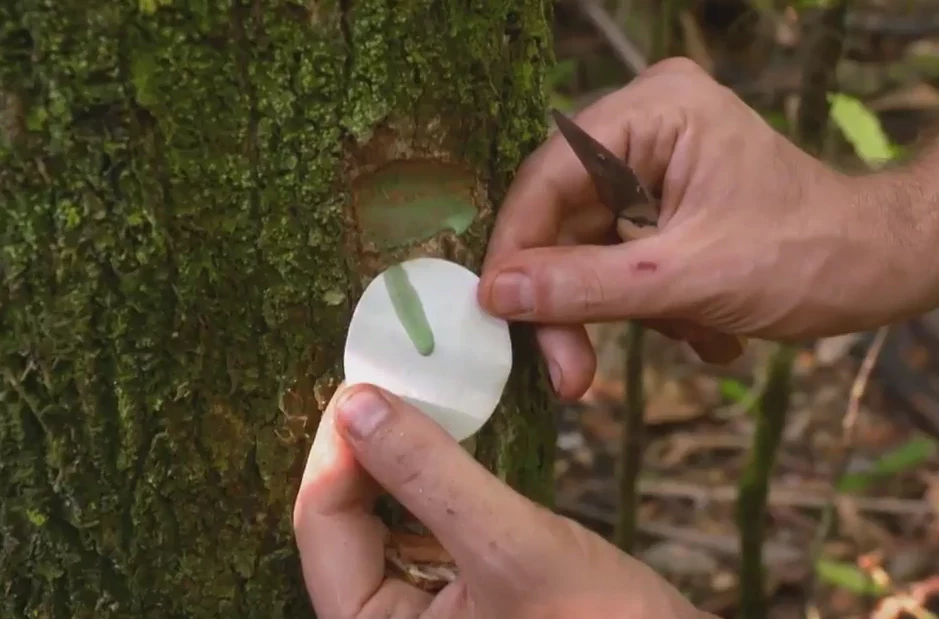 Pycnandra acuminata z mleczkiem lateksowym zawierającym metale ciężkie