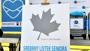 Srebrny listek - przyjmie się?