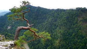Słynna sosna z Sokolicy została zniszczona podczas akcji ratunkowej