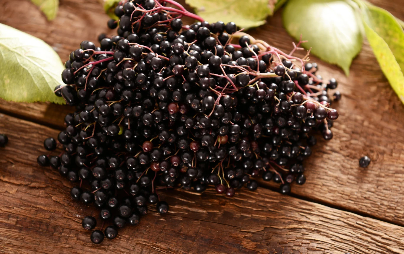 Domowy sok z czarnego bzu ukoi dolegliwości wymagającej cery też organizm ze szkodliwych produktów przemiany materii. Spora dawka witaminy C koi nerwy i zmniejsza uczucie zmęczenia oraz znużenia. Domowy sok z czarnego bzu ukoi dolegliwości wymagającej cery też organizm ze szkodliwych produktów przemiany materii. Spora dawka witaminy C koi nerwy i zmniejsza uczucie zmęczenia oraz znużenia.