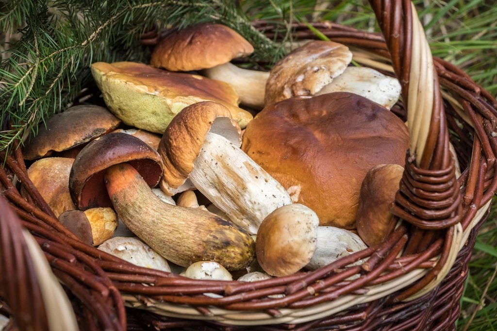 W polskich lasach sezon na większość jadalnych grzybów trwa od połowy lata do późnej jesieni