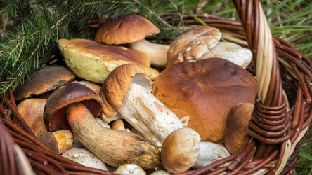 W okolicach Łodzi obrodziło w grzyby 