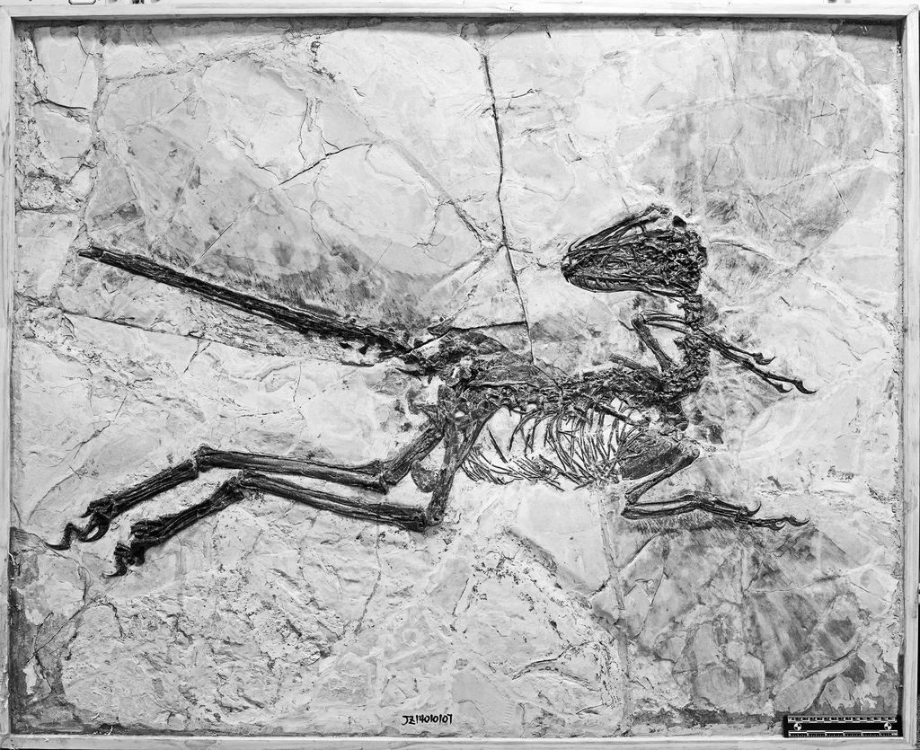 Prorodactylus