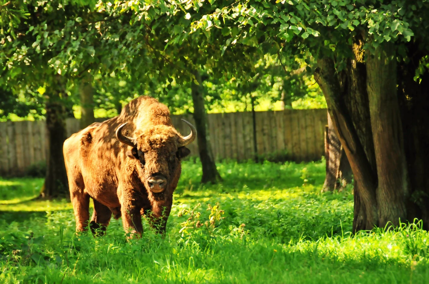 Żubr jest symbolem Białowieży. Czy może być niebezpieczny?