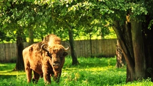 Żubr, zdjęcie ilustracyjne