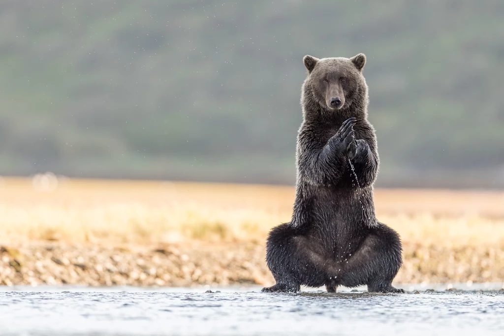 Niedźwiedzica grizzly i jej pokaz jogi