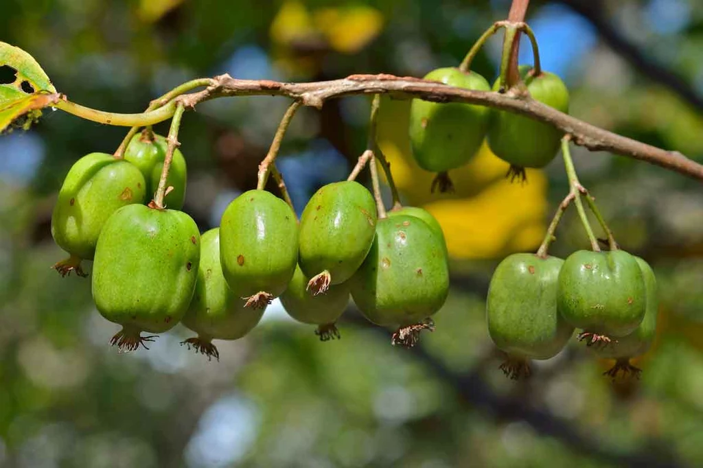 Actinidia kolomikta