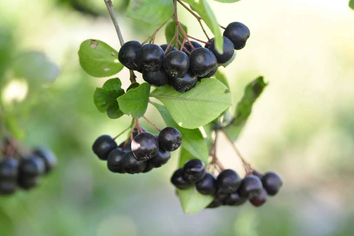 Aronia pozytywnie wpływa na wzrok Aronia pozytywnie wpływa na wzrok