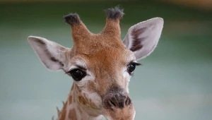 Proceder dokarmiania w zoo może być śmiertelnym zagrożeniem dla zwierząt