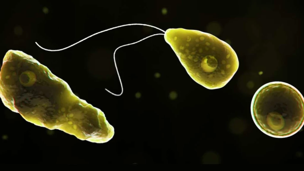 Naegleria fowleri