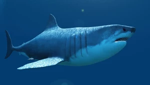 Megalodon. Czy rzeczywiście mógł przetrwać? 