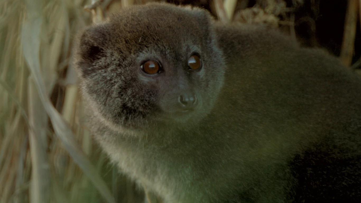 Kadr z filmu "Alaotra: Endangered Treasures of Madagascar" Kadr z filmu "Alaotra: Endangered Treasures of Madagascar"