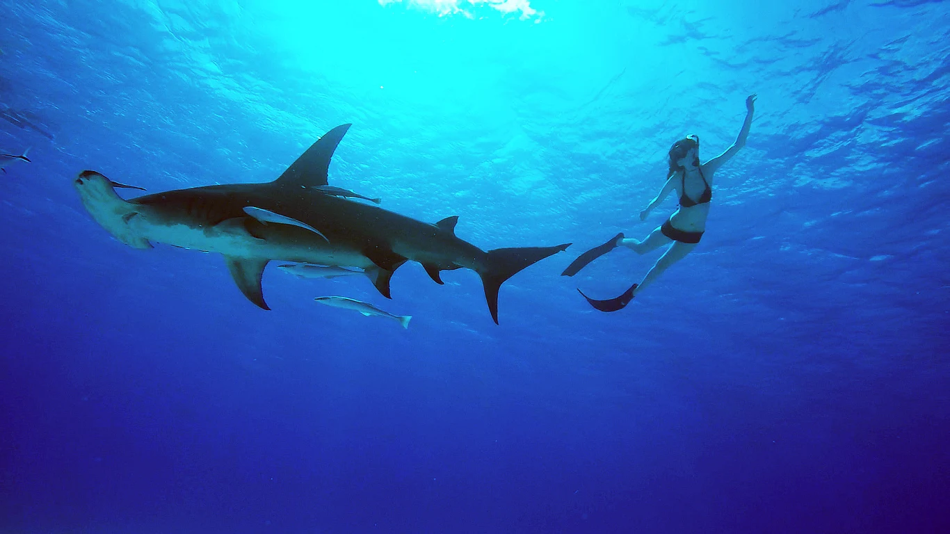 Kadr z filmu "Sea of Life" Kadr z filmu "Sea of Life"