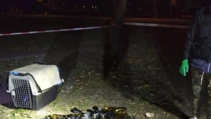 źródło: OTOZ Animals Inspektorat Warszawa