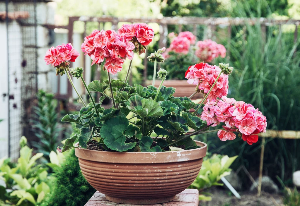 Do domu trzeba przenieść wszystkie rodzaje pelargonii. 