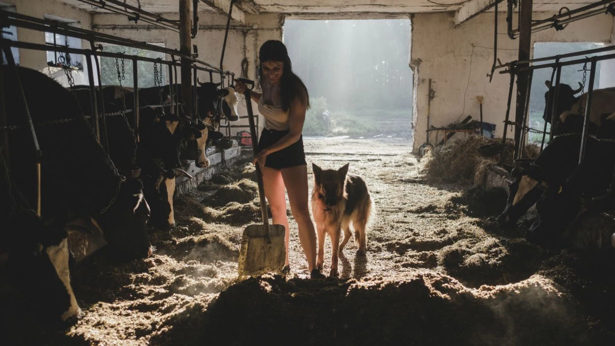 W gospodarstwie wszystko ma swój czas. Najpierw praca, potem przyjemności. Pobudka o świcie nie wszystkim paniom przypadła do gustu. Gdy jedne smacznie spały, inne pracowały, żeby zyskać względy gospodarza. Na zdjęciu Paulina, kandydatka Łukasza