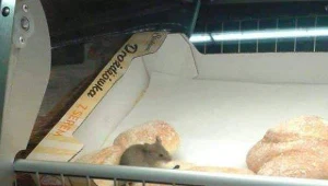 Chojnów: Myszy grasowały w sklepie. Biedronka się tłumaczy