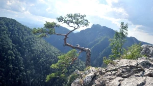 Reliktowa Sosna z Sokolicy