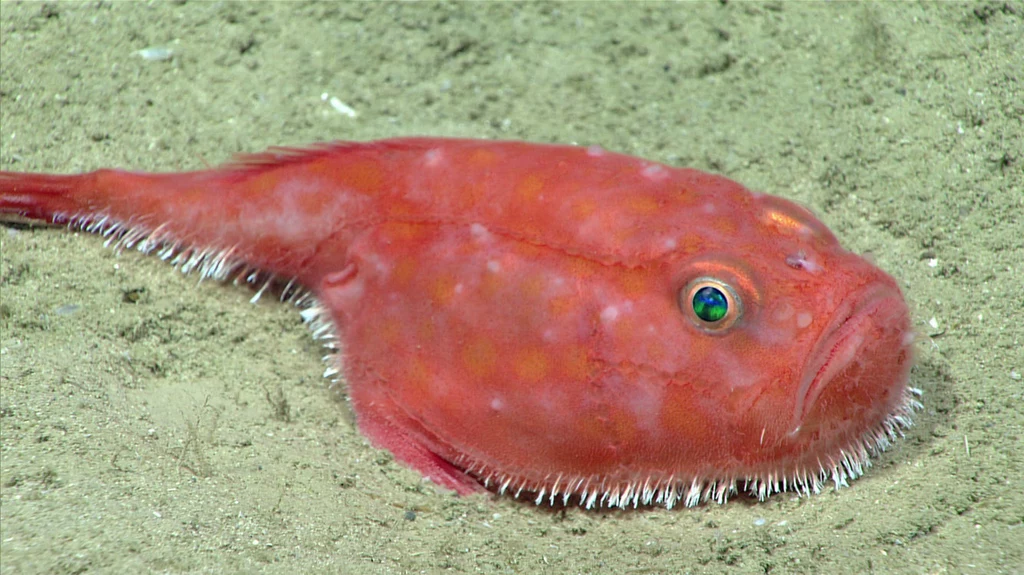 Ostatnie wyprawy badawcze na dno Zatoki Meksykańskiej przyniosły kolejne odkrycia. /NOAA Office of Ocean Exploration and Research, Gulf of Mexico 2017